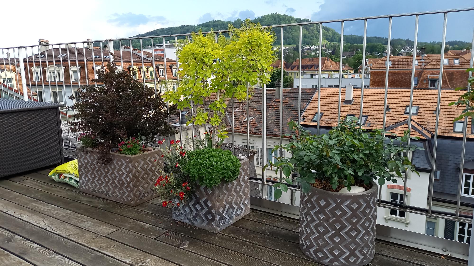 Wir begrünen ihre Terrasse Ihr neues Paradies HeggidornBaumschule